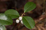 Eastern teaberry <BR>Wintergreen